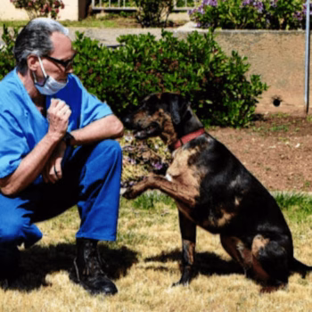 A man in blue scrubs and a face mask crouches on a lawn, interacting with a black and tan dog.
