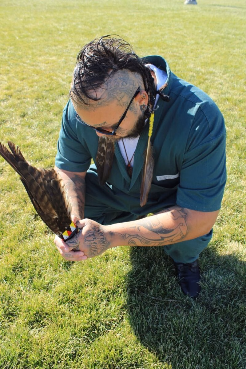 Jimmy3 Jimmy3, a man with tattoos and glasses, kneels on grass holding a bird with a colorful band on its leg.